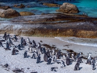 Simon's Town, Boulders Beach